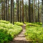 Ecoturismo no Brasil: trilhas que viram luta política e conservação real